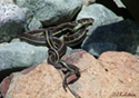 Thamnophis sirtalis